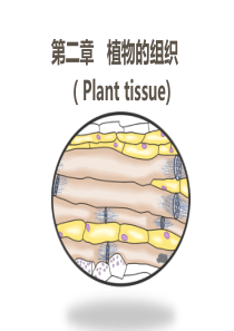 植物的组织（PPT32页)