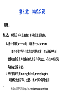 神经组织课件