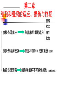 第1章细胞和组织的适应、损伤与修复