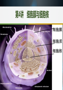 1-第4讲-细胞膜与细胞核
