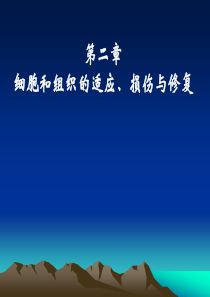 组织的适应、损伤与修复