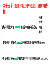 细胞和组织的适应、损伤与修复