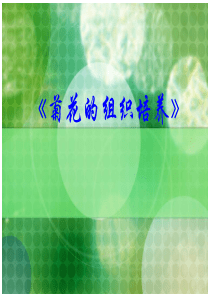 菊花组织培养(公开课)