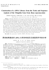 黑斑蛙精巢组织cDNA文库的构建及泛素基因序列的分析(英文)