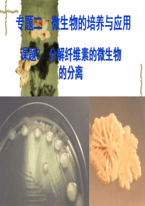 分解纤维素的微生物