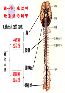 动物和人体生命活动的调节自用