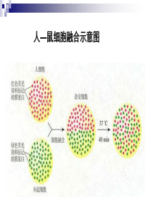 动物细胞融合与单克隆抗体04477