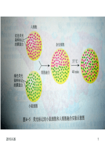 动物细胞融合与单克隆抗体04756