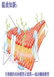 物质跨膜运输方式高中生物课件