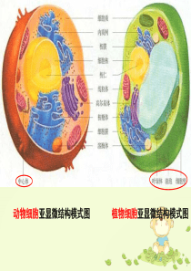 物质跨膜运输的实例