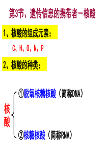 第二章第3节遗传信息的携带者核酸