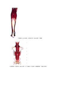 肌肉解剖彩图