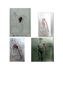 肩前面痛证-胸小肌肉